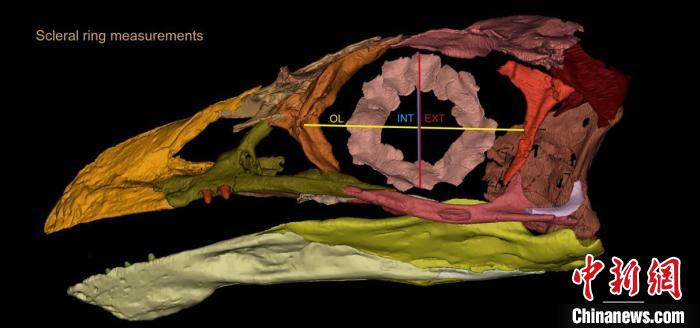 熱河鳥STM3-8化石標(biāo)本的鞏膜環(huán)復(fù)原及測量示意圖。　胡晗 供圖