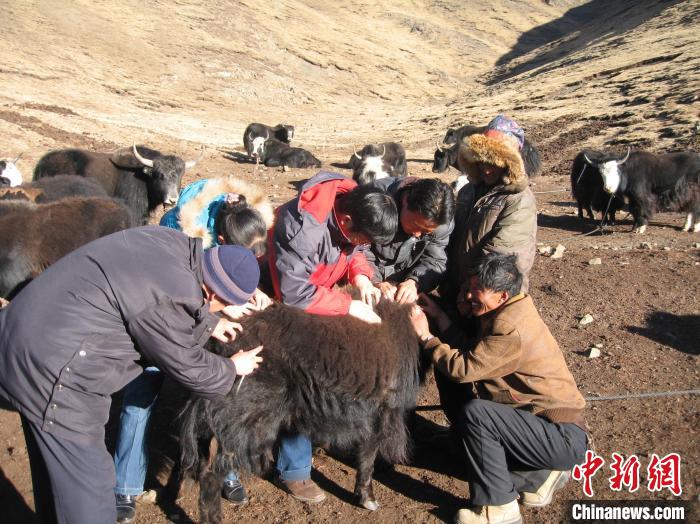 資料圖為研究團隊在青南高原地區(qū)開展了牦牛寄生蟲病流行病學(xué)和防治技術(shù)研究?！?青海省畜牧獸醫(yī)科學(xué)院供圖