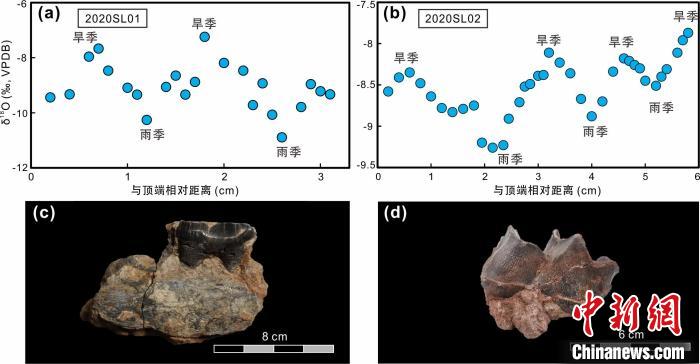 本次研究中的犀牛牙齒化石及氧同位素特征。　中科院青藏高原所 供圖