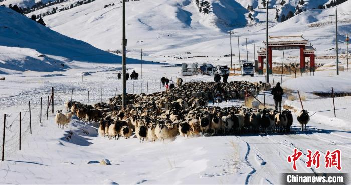 圖為村民在雪地上放牧?！《继m縣融媒體中心供圖