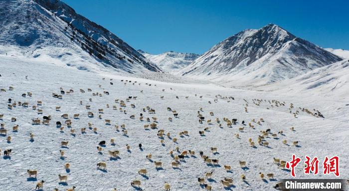 圖為羊群在雪地里覓食?！《继m縣融媒體中心供圖