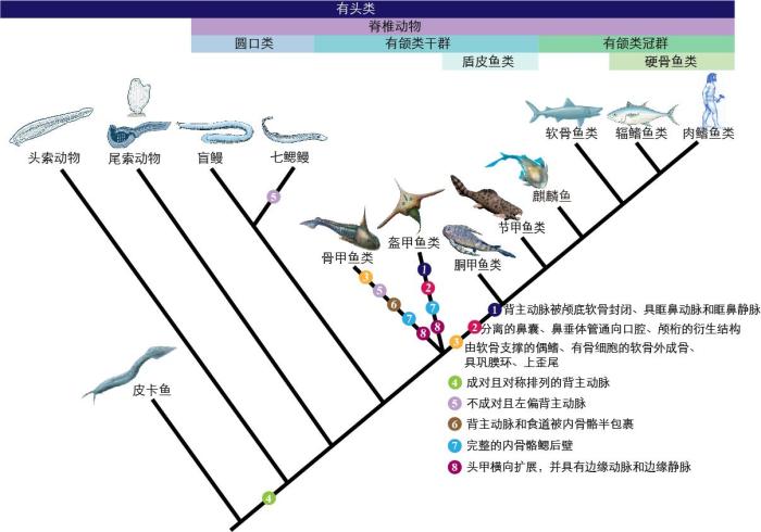 一些關(guān)鍵特征在脊索動物中的演化?！∶宪版?繪圖 攝