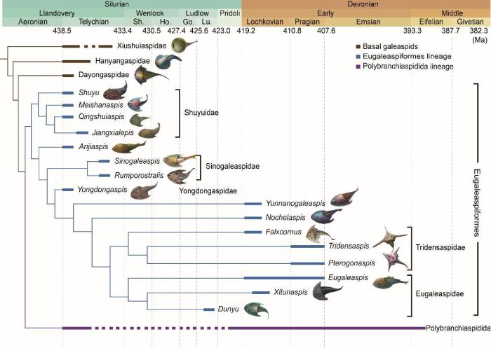盔甲魚類的系統(tǒng)發(fā)育關(guān)系及地史分布?！≈锌圃汗偶棺邓?供圖