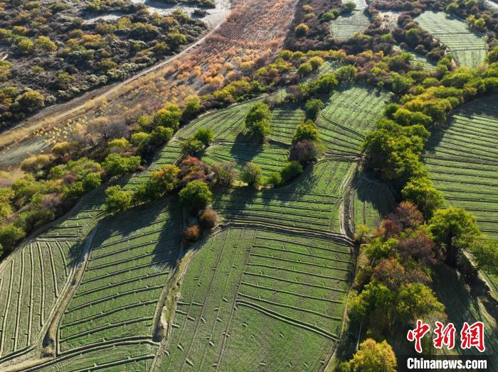 圖為11月8日，雅魯藏布江畔的高原梯田?！《拘?攝