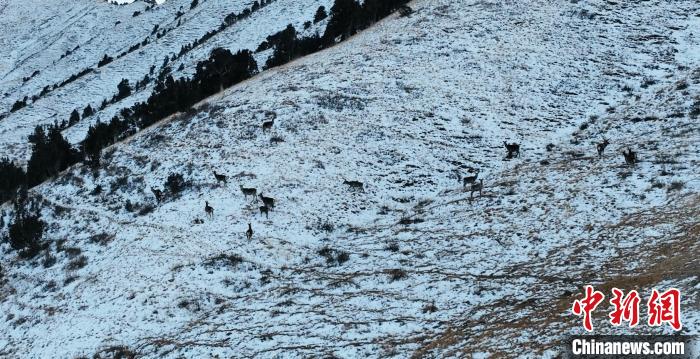 圖為巖羊和馬鹿集體在雪地里休憩?！《继m縣融媒體中心 供圖