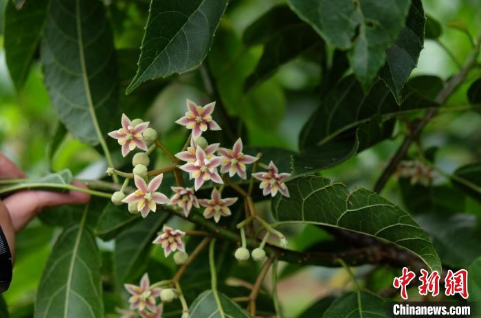 圖為古林箐近地保護(hù)的滇桐首次開花。　李國云 攝