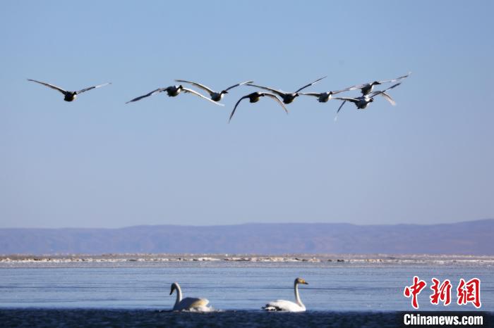 圖為大天鵝在青海湖上空飛翔?！●R怡睿 攝