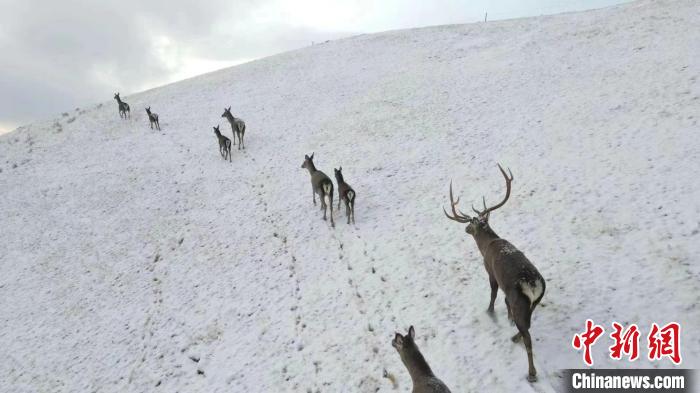 圖為馬鹿群在雪地里行走?！〔湃?攝