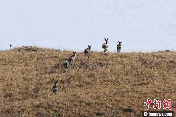 圖為狍鹿在山坡上漫步?！〔彭椖霞?攝