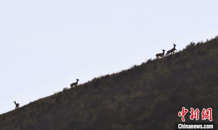 圖為狍鹿在山坡上漫步?！〔彭椖霞?攝