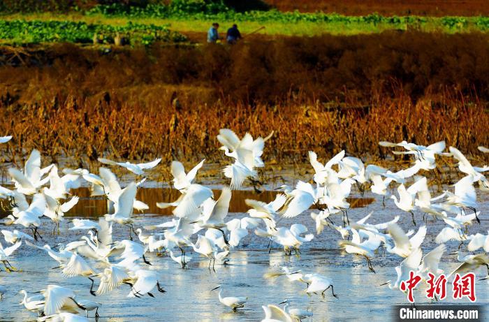 成都白鷺灣濕地公園?！“討?攝