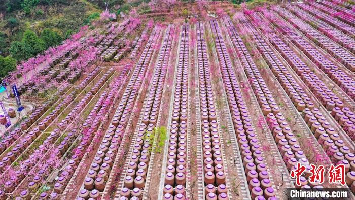 灼灼桃花惹人醉。　劉媛 攝