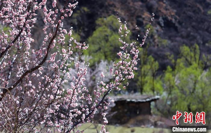 白玉縣河谷間盛開的桃花?！“子袢诿?攝