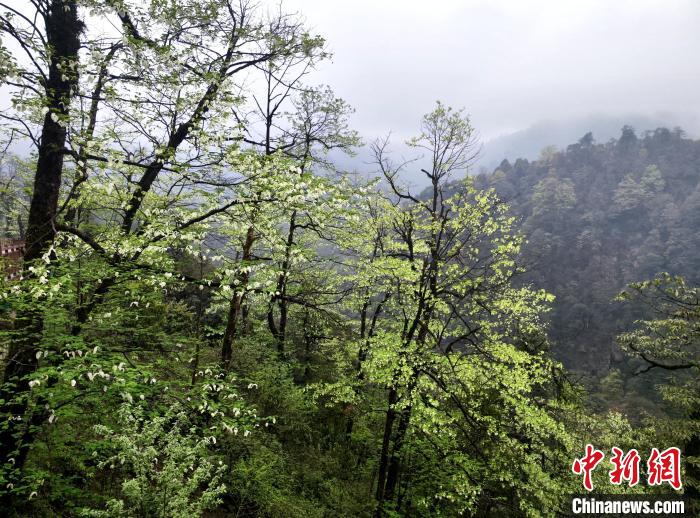 珙桐花朵潔白素雅，與青山雨霧融為一體?！螚?攝