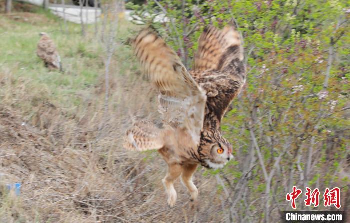 圖為西寧野生動物園救護的雕鸮在西寧市放歸大自然?！●R銘言 攝