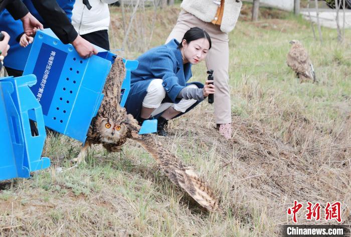 圖為西寧野生動物園救護的雕鸮在西寧市放歸大自然?！●R銘言 攝