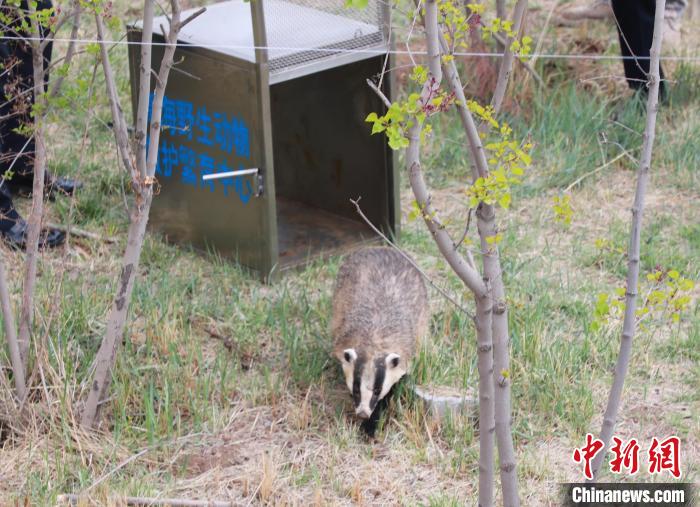 圖為西寧野生動物園救護的狗獾在西寧市放歸大自然?！●R銘言 攝