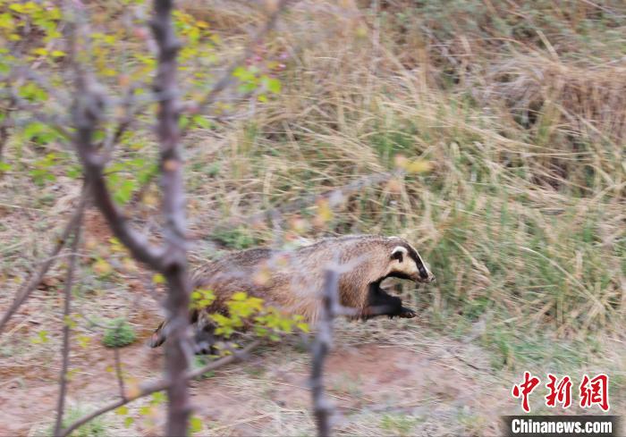 圖為西寧野生動物園救護的狗獾在西寧市放歸大自然。　馬銘言 攝