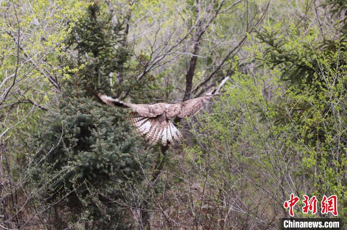 圖為西寧野生動物園救護的大鵟在西寧市放歸大自然。　馬銘言 攝