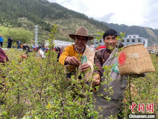 圖為當(dāng)?shù)剞r(nóng)牧民進(jìn)行藏雪茶采摘比賽。　王劍輝 攝