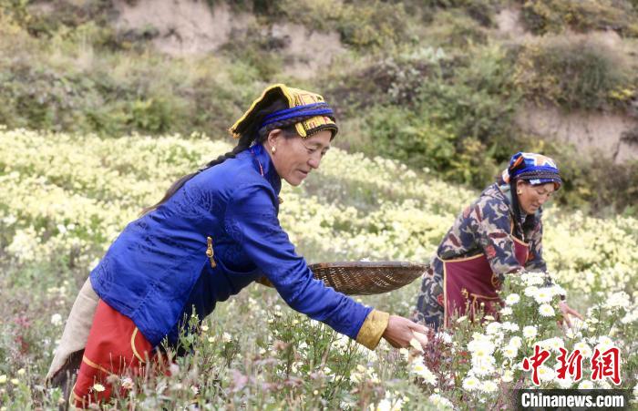 黑水村民在采摘杭白菊。桐鄉(xiāng)市宣傳部提供