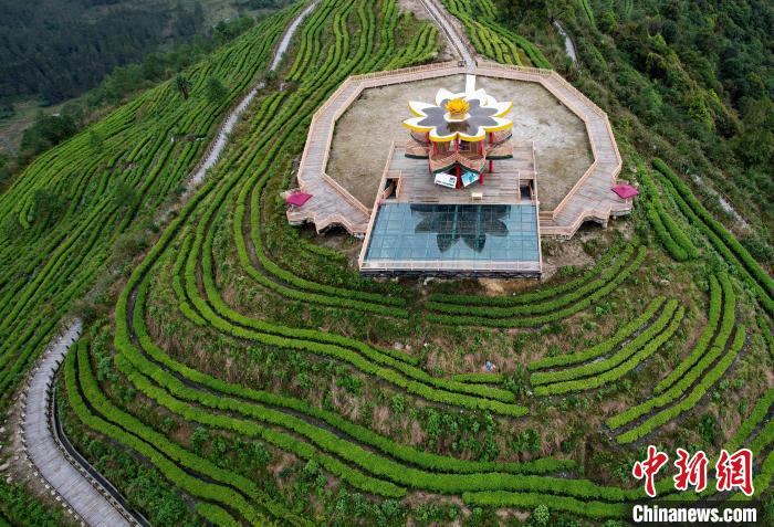 圖為西藏林芝市墨脫縣背崩鄉(xiāng)格林村山頂?shù)木坝^茶園。(無(wú)人機(jī)照片) 李林 攝