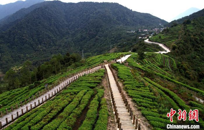 圖為西藏林芝市墨脫縣背崩鄉(xiāng)格林村山頂?shù)木坝^茶園。(無(wú)人機(jī)照片) 李林 攝