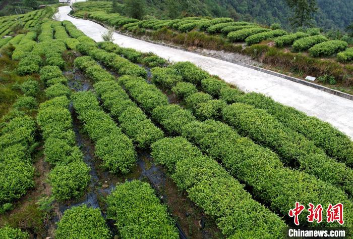 圖為西藏林芝市墨脫縣背崩鄉(xiāng)格林村山頂?shù)木坝^茶園。(無(wú)人機(jī)照片) 李林 攝