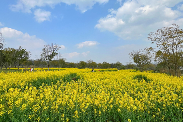 每到油菜花季，就有市民相約到重慶廣陽(yáng)島上踏青賞花。鄒樂(lè)攝