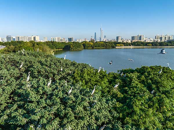 廣州海珠國(guó)家濕地公園一角。公園供圖