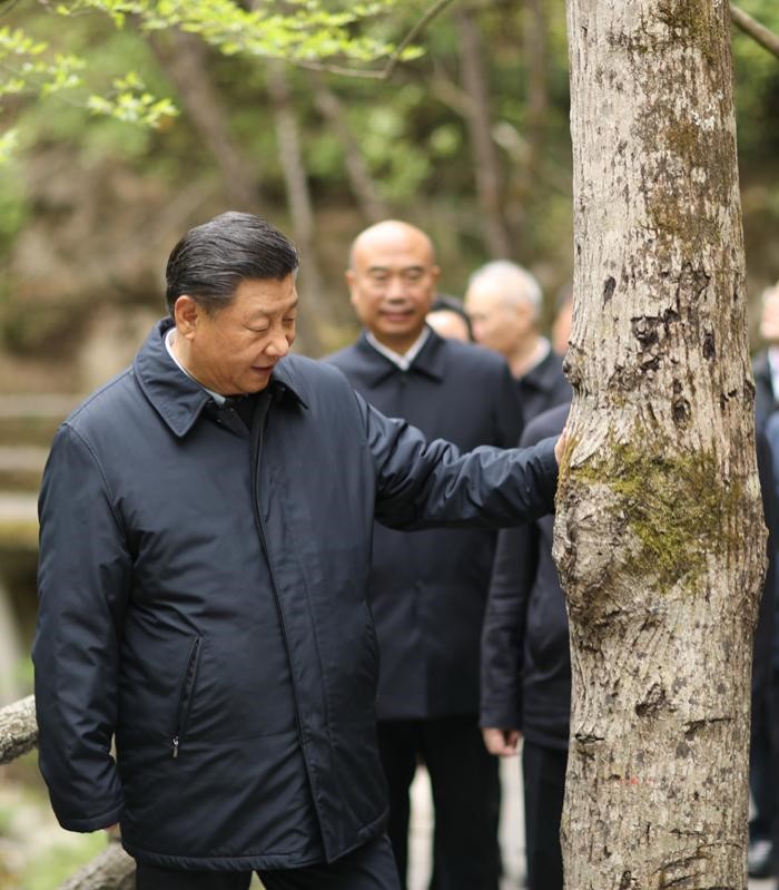 2020年4月20日，中共中央總書記、國家主席、中央軍委主席習(xí)近平在陜西考察調(diào)研。這是習(xí)近平在位于商洛市柞水縣的秦嶺牛背梁國家級(jí)自然保護(hù)區(qū)，考察秦嶺生態(tài)保護(hù)情況。 新華社記者 鞠鵬 攝