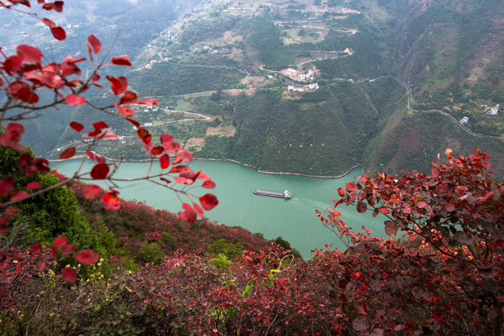 船舶行駛在紅葉掩映下的長江三峽重慶市巫山縣水域（2023年11月30日攝）。新華社記者 肖藝九 攝