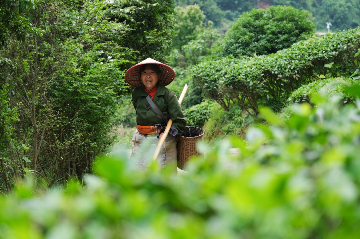 2024年4月24日，湖南省衡陽市耒陽市龍?zhí)伶?zhèn)江頭貢茶葉種植專業(yè)合作社，村民在茶山采摘茶葉，實(shí)現(xiàn)了家門口就業(yè)。