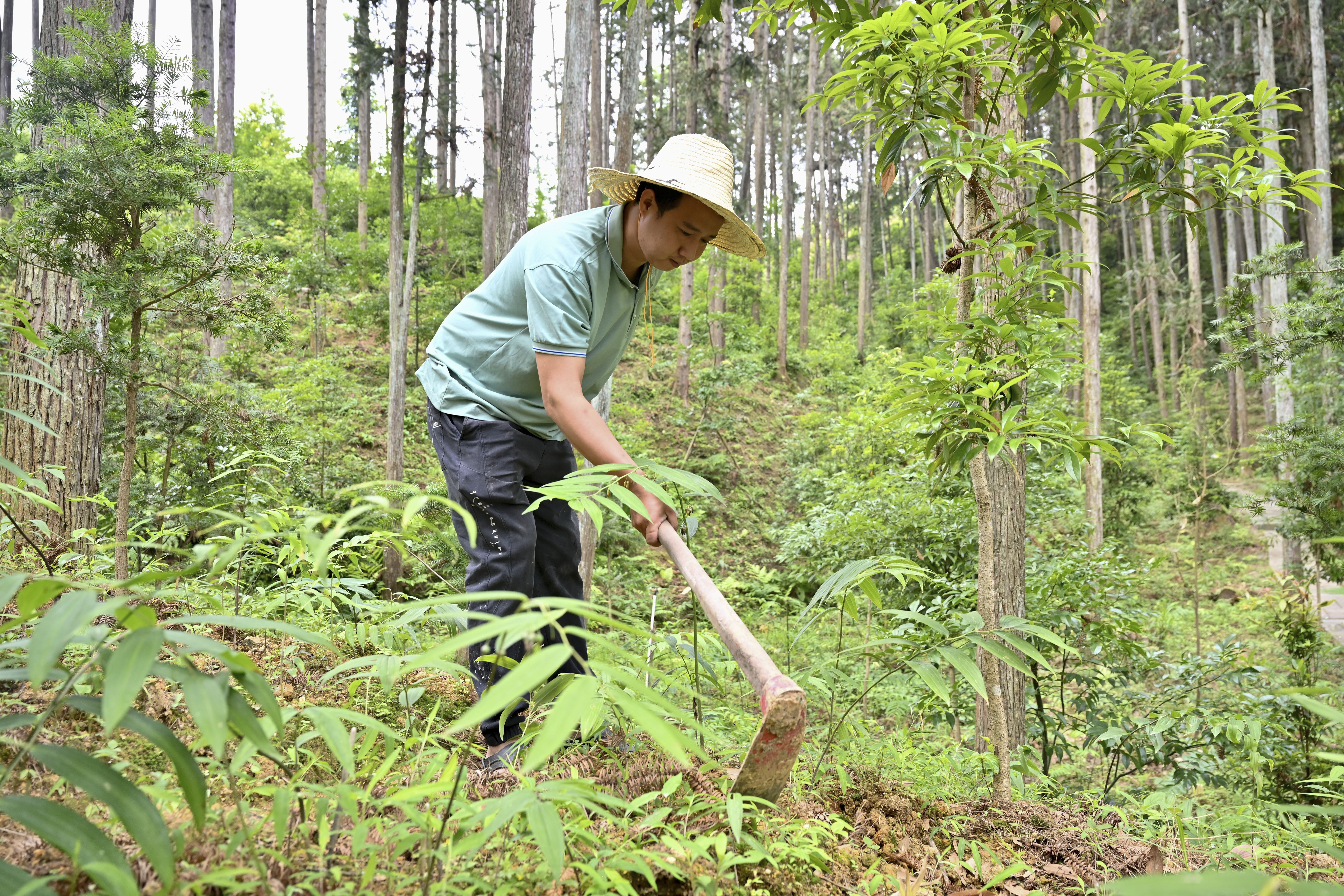 2024年5月9日，福建省三明市馬巖林下經(jīng)濟種植示范基地工人在管理林下種植的多花黃精。