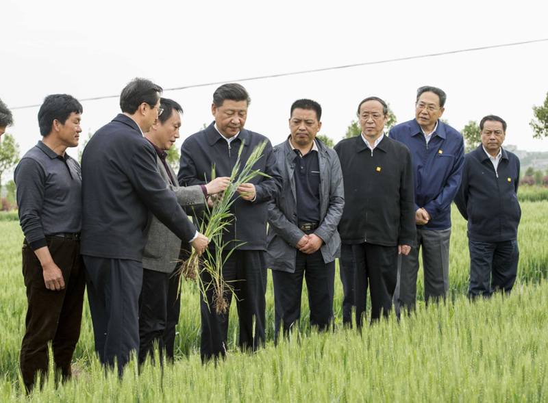 2016年4月25日下午，習(xí)近平在安徽滁州市鳳陽縣小崗村察看小麥長勢。左一為種糧大戶程夕兵。新華社記者 李學(xué)仁 攝