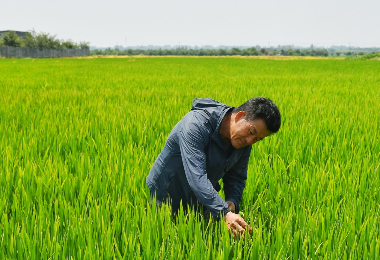 程夕兵在農(nóng)田里檢查水稻種植情況。人民網(wǎng)記者 周坤 攝