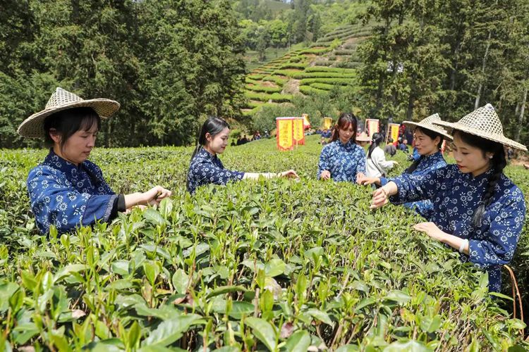 2025年4月13日，福建武夷山市星村鎮(zhèn)朝陽村茶農(nóng)在生態(tài)茶園展示采茶。新華社發(fā)（邱汝泉 攝）