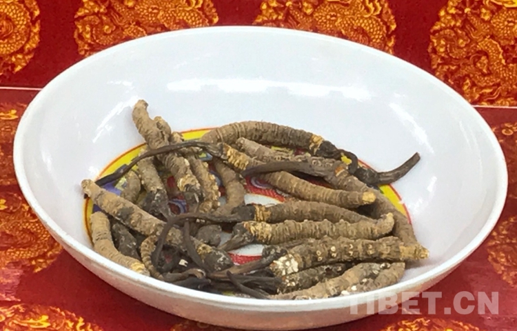 藏藥材蟲(chóng)草.jpg