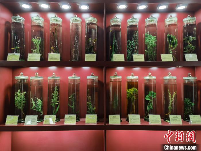 圖為藏藥藥材標(biāo)本。　張海雯 攝.jpg