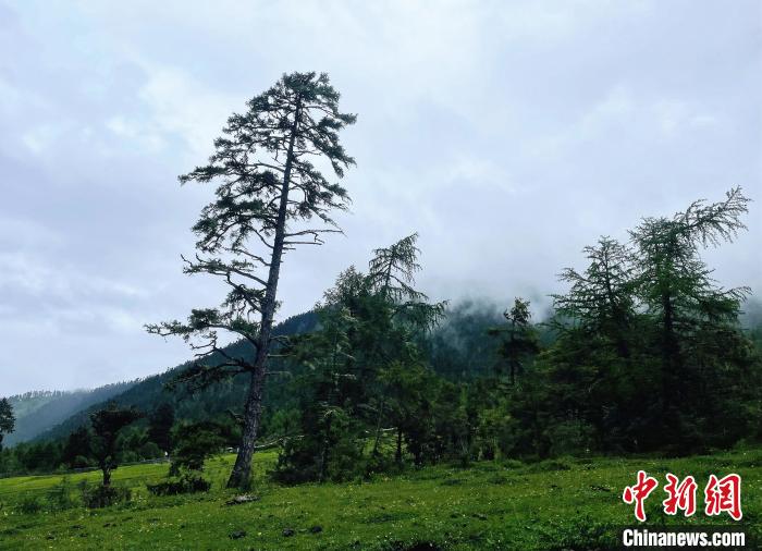 6月10日，魯朗小鎮(zhèn)高山牧場景區(qū)風光。　冉文娟 攝