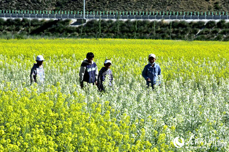 小孩在油菜花田嬉戲。人民網(wǎng) 李海霞攝