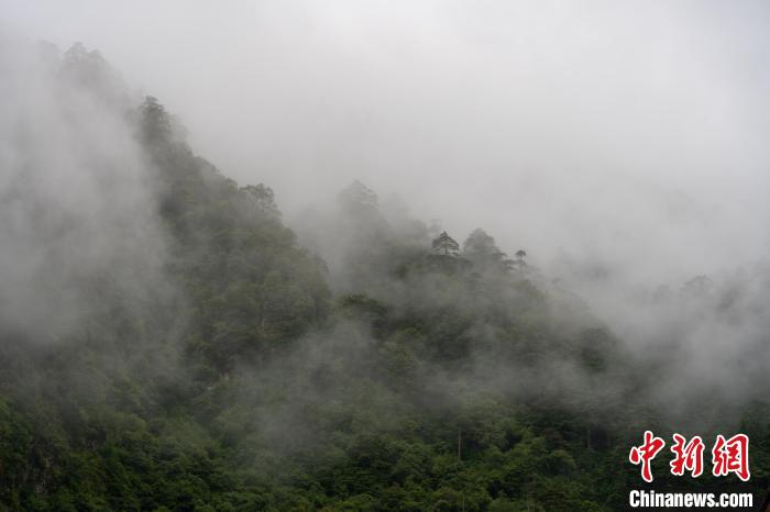 雨后勒布溝的云霧。　江飛波 攝