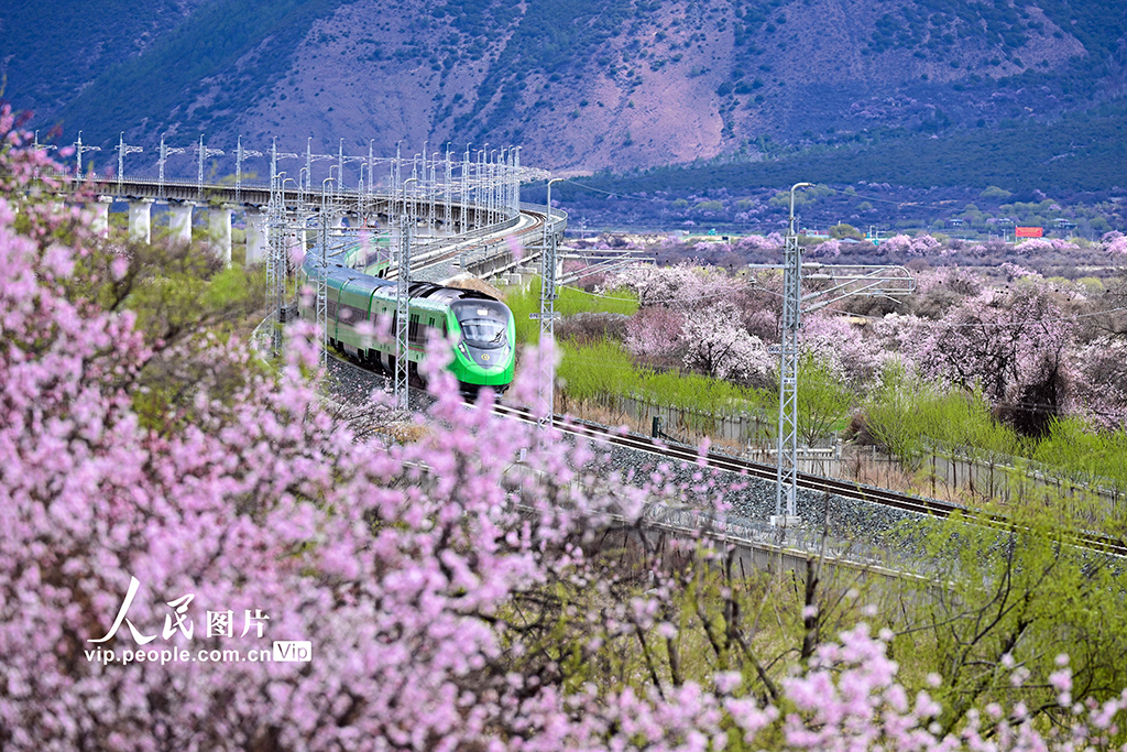 西藏林芝：雪域高原列車穿越花?！?】