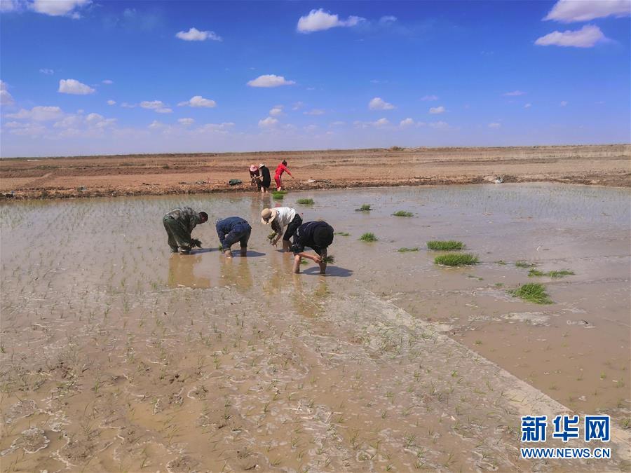 （圖文互動）（2）海水稻首次在青藏高原柴達(dá)木盆地試種植