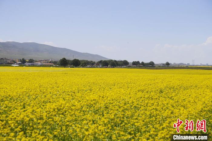 圖為青海湖畔油菜花海?！●R銘言 攝