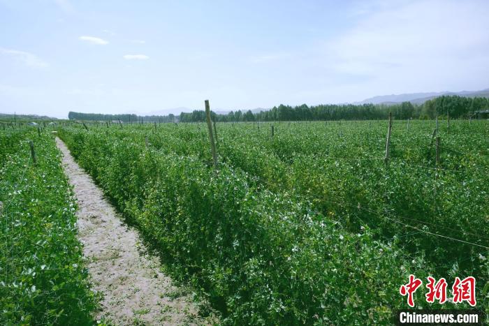 天?？h高原綠色(有機(jī))蔬菜基地種植的食用莢豆?！￡I道華 攝