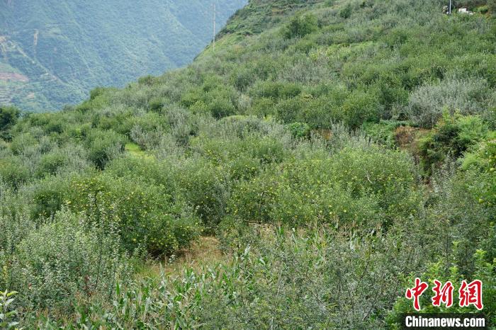 黃草坪村蘋果基地?！∽g 攝