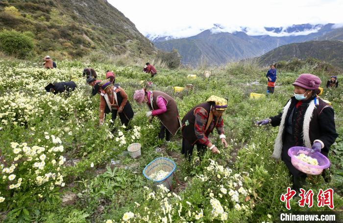 “落戶”黑水的杭白菊。桐鄉(xiāng)市宣傳部提供