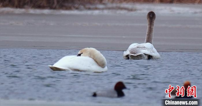 圖為疣鼻天鵝水面休憩。　青海國家公園觀鳥協(xié)會供圖 攝