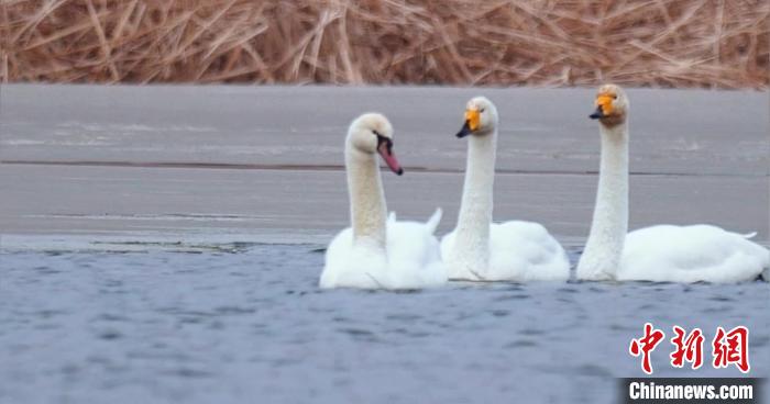 圖為疣鼻天鵝與大天鵝。　青海國家公園觀鳥協(xié)會供圖 攝